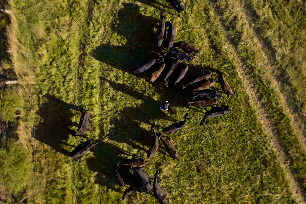 Deutsche Wagyu-Rinder von Gut Wagyu auf einer grünen Weide aus der Vogelperspektive.