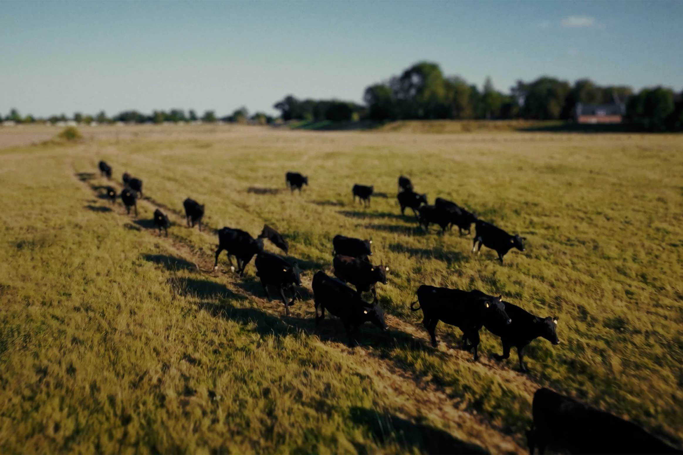Deutsche Wagyu-Rinder von Gut Wagyu auf einer weitläufigen Weide.